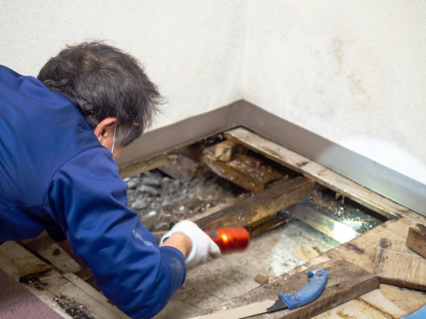 Best Water Damage Restoration  in Alamae, NC