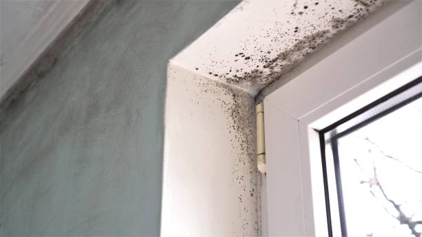 Best Toxic Mold Removal  in Alamae, NC