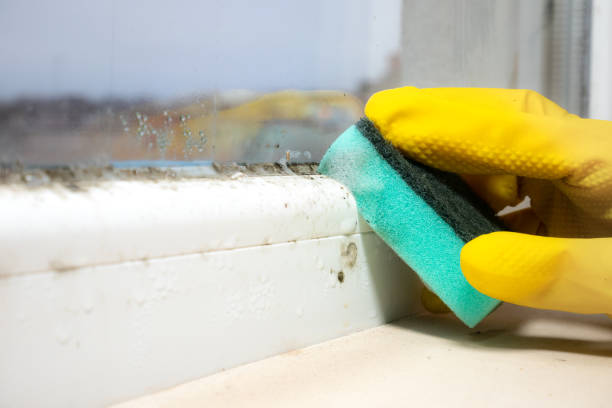 Best Best Mold Removal Companies  in Alamae, NC