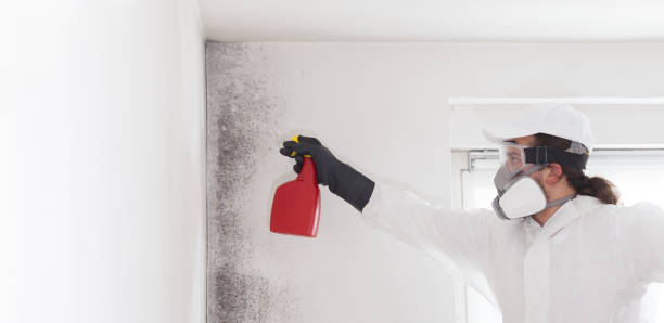 Best Mold Removal Process  in Alamae, NC