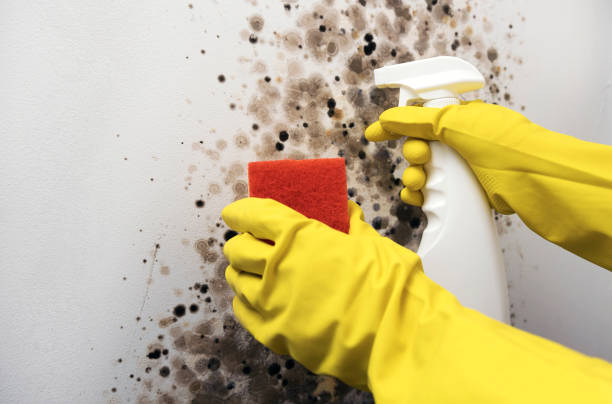 Best Affordable Mold Removal  in Alamae, NC