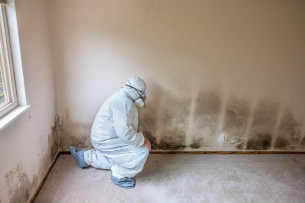 Best Mold Remediation Experts  in Alamae, NC