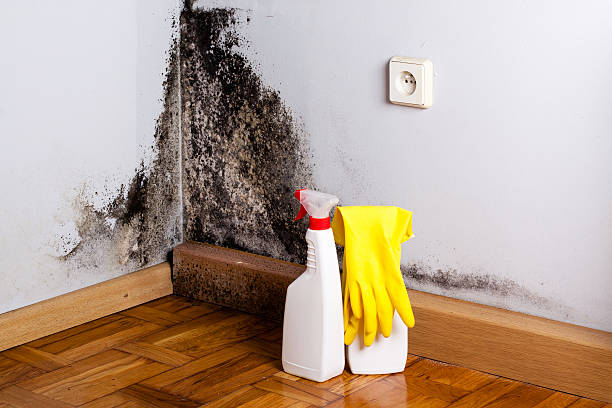 Trusted Alamance, NC Mold Removal Experts