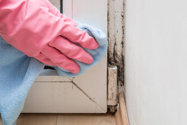 Mold Removal Process in Alamance, NC